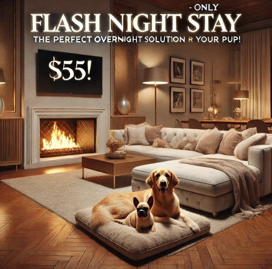 1 DOG - Overnight Boarding in Wells Branch, Austin (5 PM – 8 AM)